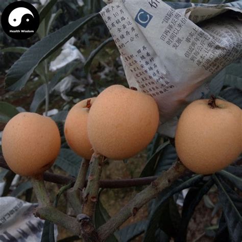 Buy Loquat Fruit Semente 10pcs Plant Eriobotrya Japonica Tree For Fruit