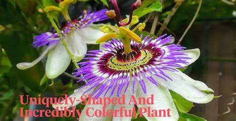 Passiflora Caerulea The Complete Care Guide And Religious Meaning Ar