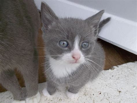 Gray And White Kittens For Sale Darlington County