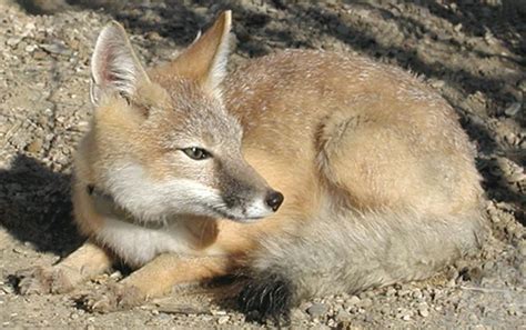 Swift Fox Data Analysis Lab Badlands National Park Us