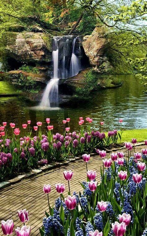 Tulips And Hyacinths Line A Path Aside A Dramatic Waterfalls Love