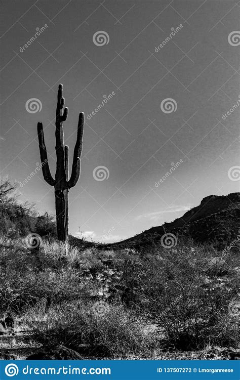 Cactus and succulents in white pot decoration on wood floor in plant shop. A Moody, Black And White Photo Of A Lone Saguaro Cactus In ...