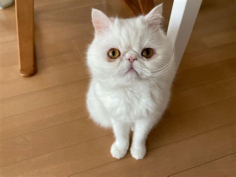 Exotic Shorthair Kittens For Sale Exotic Shorthair Cat For Sale