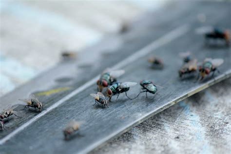 House Flies Pointe Pest Control Chicago Pest Control And Exterminator