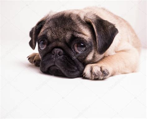 Sad Puppy — Stock Photo © Dogfordstudios 12530103