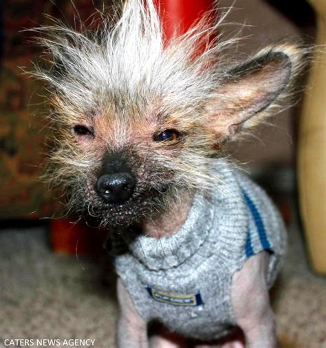 17 Dogs Having Really Bad Hair Days