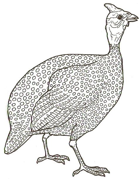 59 Guinea Fowl Printable And Coloring Pages Laarabkiyan