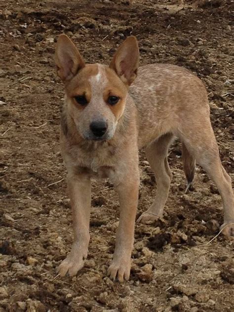 Red Heeler Australian Cattle Dog Pinterest