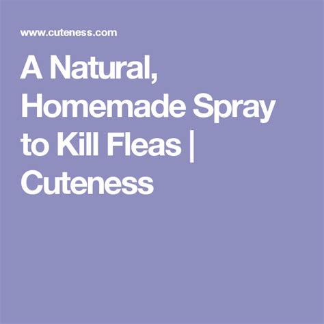 A Natural Homemade Spray To Kill Fleas Cuteness Fleas Spray Homemade
