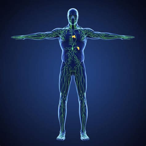Lymphatic System Stock Photos Pictures And Royalty Free Images Istock