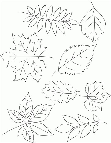 Leaf Patterns To Trace Coloring Home