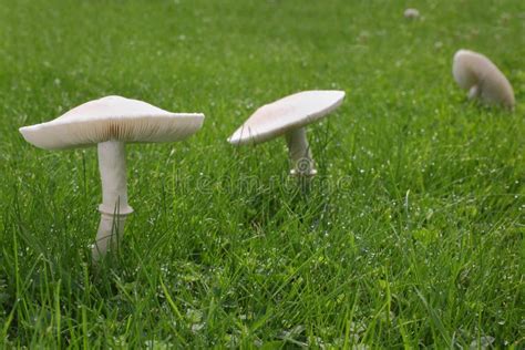 White Mushrooms On Lawn Stock Image Image Of Mushroom 33797109