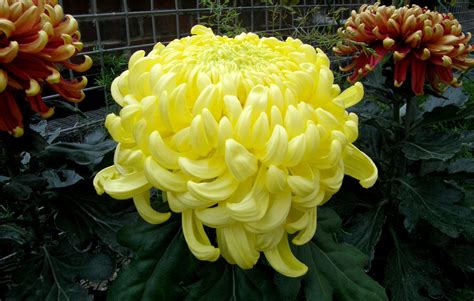 One Singular Sensation Flora Flowers Chrysanthemum Plants