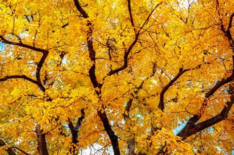 Premium Photo Autumn Tree With Bright Yellow Leaves