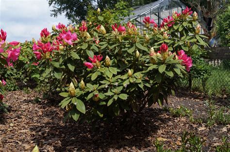 Rhododendron 'Anna Rose Whitney' | Rododendron | Den Mulder Boomteelt