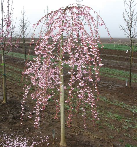(prunus 'snofozam') (snow fountain cherry) zone 5. Pink Cascade® Weeping Cherry Standard | Natorp's Online ...