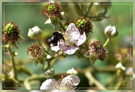 Nectar Producing Plants Al Ardh Alkhadra