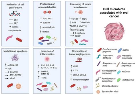 Microorganisms Free Full Text The Role Of The Oral Microbiota In