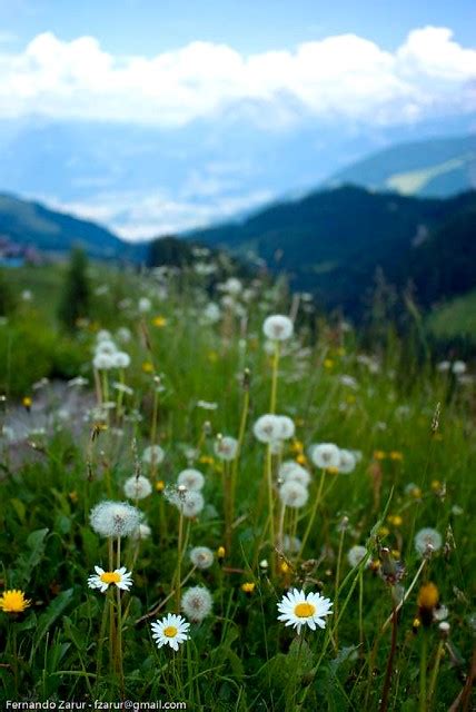 Swiss Mountain Flowers Fernando Zarur Flickr