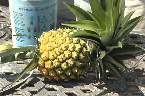 Grow Your Own Pineapples For Delicious Fresh Fruit