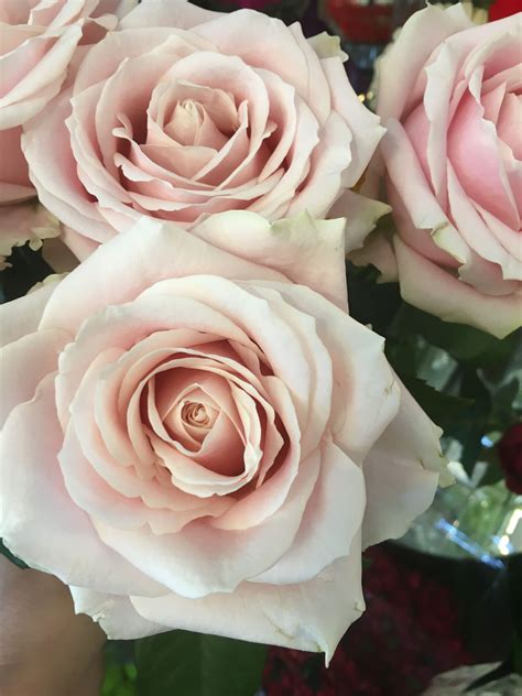 Sweet Avalanche Roses For A Wedding Bouquet Flower Bouquet Wedding Pink Wedding Flowers