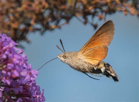 Humming Bird Hawk Moth Butterfly Conservation