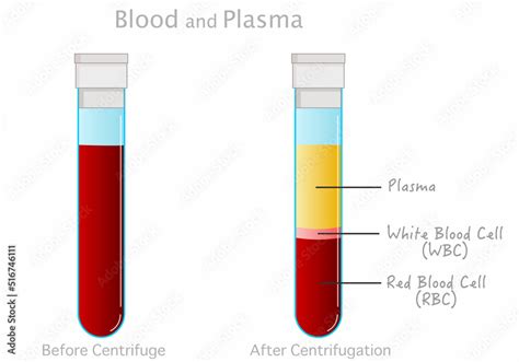 Blood Plasma Anatomy White Red Blood Cell Human Platelet Before