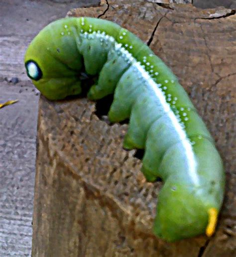 Stock Pictures Green Caterpillar Images