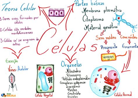 Ncleo Celular Caractersticas E Elementos Resumo Escolar