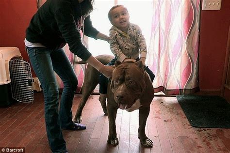 Photos Of The World S Largest Pitbull Weighs 79kg And Still Growing Gistmania