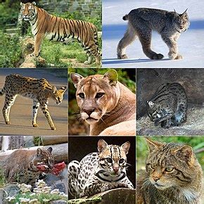 The term technically includes five members of the panthera genus, along with cougars where do big cats live? Felidae - Wikipedia