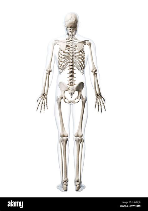 3d Rendered Illustration Of The Human Skeleton Stock Photo Alamy