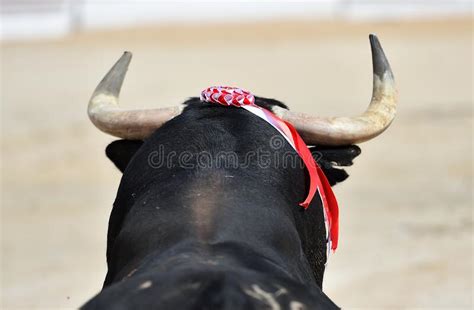 A Strong Black Bull With Big Horns Stock Image Image Of Ferocious
