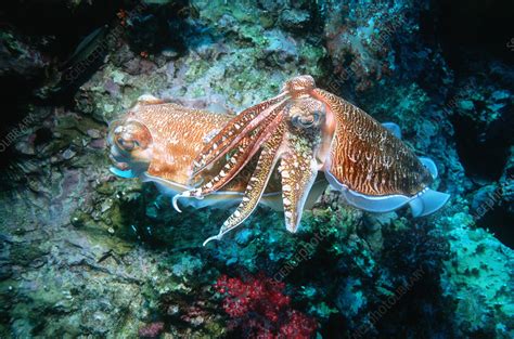 Pharaoh Cuttlefish Reproduction Stock Image Z5050231 Science