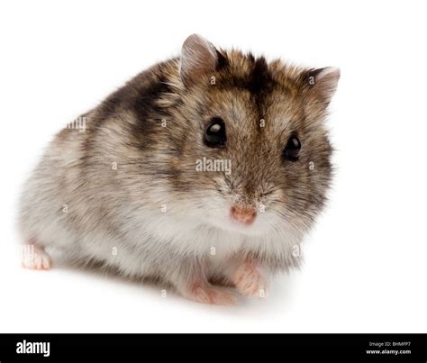 Siberian Dwarf Hamster Cut Out Stock Images And Pictures Alamy