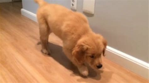 A Golden Retriever Puppy Was Caught On Camera Sneaking Up To Its
