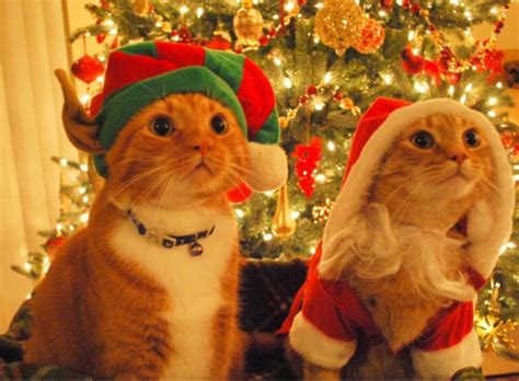 12 Cute Santa Cats That Will Make You Smile Super Meow Meow