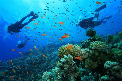 Scuba Diving Lovers Package In Costa Rica Drake Bay Experts