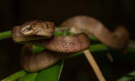 Animals Nature Snake Reptile Wallpapers Hd Desktop