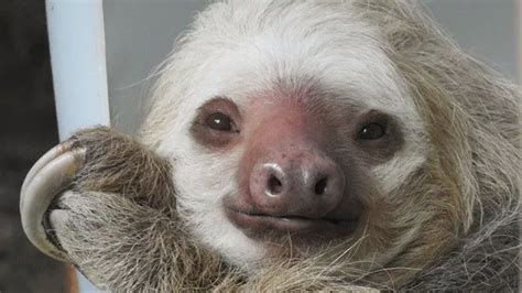 Do Sloths Really Look Shiny Mudfooted