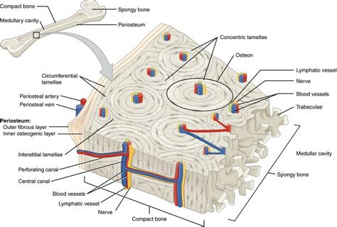 .proximal epiphysis distal epiphysis medullary cavity compact bone articular cartilage spongy / cancellous bonel periosteum yellow bone marrow below, label the long. Compact Bone Structure | Biology Dictionary