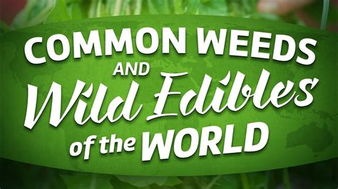 Common Weeds Wild Edibles Of The World Full Movie About Foraging