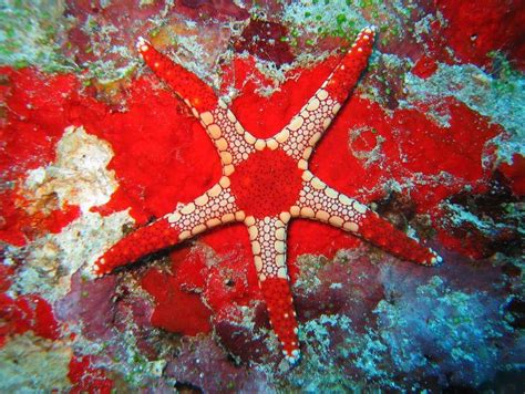 Interesting Facts About Beautiful Starfish World Inside