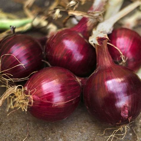 Buy Onion Red Burgundy Seeds Seeds Online Happy Valley Seeds