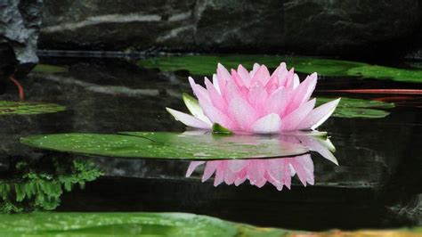 Selecione entre imagens premium de lotus flower da mais elevada qualidade. The Symbolic Meaning of The Lotus Flower in Buddhism ...