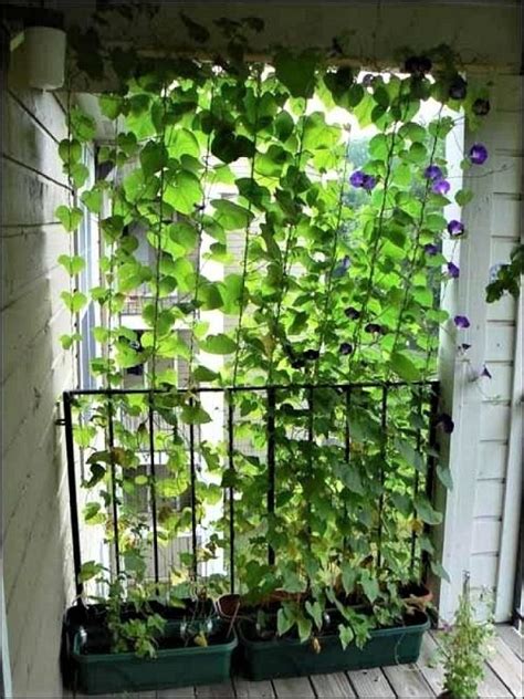 8 Practical Balcony Privacy Ideas Small Balcony Design Garden
