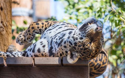 Wallpaper Sleep Jaguar Wild Cat Predator Face 1920x1200 Hd Picture