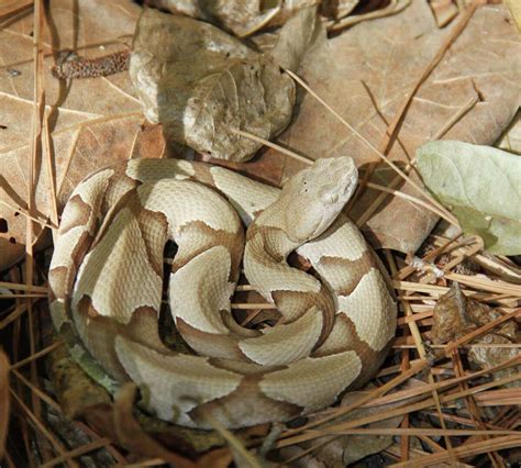 How To Id Se Texas Venomous Snakes