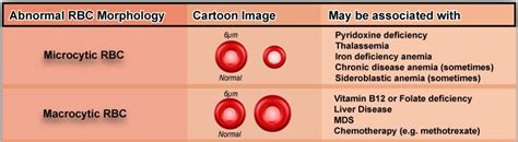 Variations In Red Blood Cell Morphology Size Shape Color And