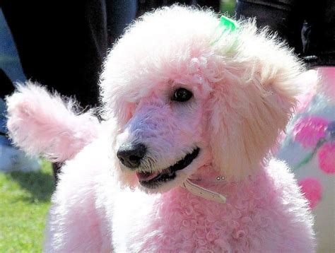 Pink Poodle Flickr Photo Sharing Pink Poodle Positive Dog